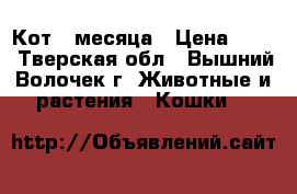 Кот 2 месяца › Цена ­ 10 - Тверская обл., Вышний Волочек г. Животные и растения » Кошки   